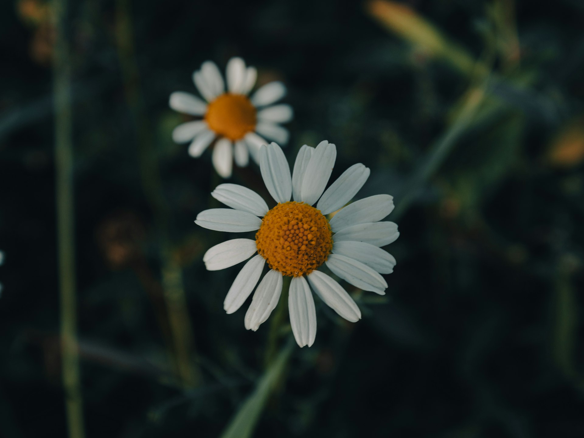 a couple of white flowers